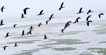 বাইক্কাবিলে পরিযায়ী পাখিদের ভিড়