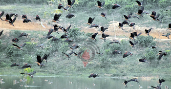 পাখিতে সারাবছরই মুখরিত থাকে পাত্রখোলা লেক