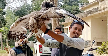 সুস্থ হয়ে ফের ডানা মেলার অপেক্ষায় আহত বাজপাখি