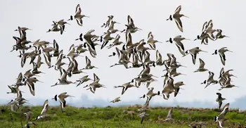 বাইক্কা বিলে কমছে অতিথি পাখির সংখ্যা