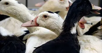 UK experiencing its largest ever outbreak of bird flu
