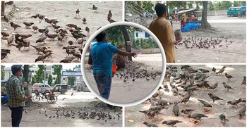 ঘড়িতে ১১টা বাজলেই রানার কাছে ছুটে আসে ২০০ শালিক