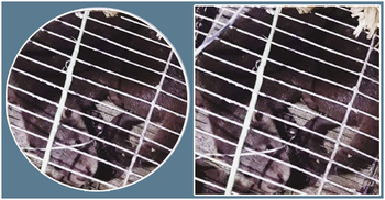 খাদ্যের সন্ধানে লোকালয়ে ভোঁদড়