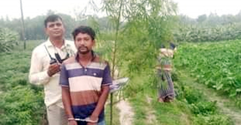 বগুড়ায় কলাবাগানে গাঁজা চাষ