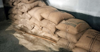 বগুড়ায় ইঁদুর-পোকায় খাচ্ছে ভিজিএফের চাল