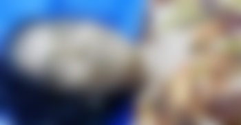 বগুড়ায় ভাইকে ফাঁসাতে স্ত্রীকে হত্যা