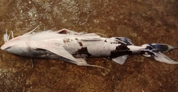 ভৈরবের আড়তে ১২ কেজি ওজনের বাঘাইড়