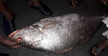 ২২ কেজি ওজনের মাছটির দাম আড়াই লাখ টাকা
