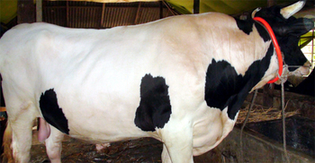 ৩৬ মণের বড় সাহেবের দাম ১০ লাখ টাকা