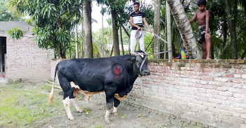 ২৮ মণের ‘বস’র দাম হাঁকা হচ্ছে ২৫ লাখ!
