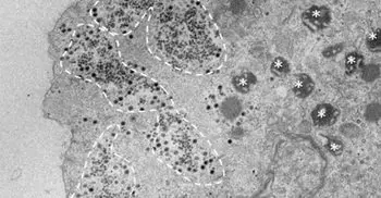 Scientists discover mysterious virus with no recognisable genes
