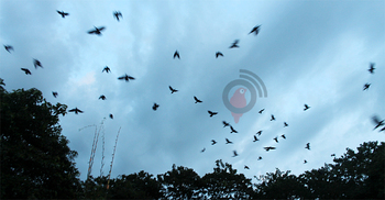 ৪০ বছর ধরে কাকের শোক পালন!