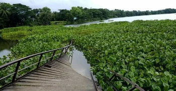 কলাপাড়ায় আয়রন ব্রিজ ভেঙে খালে, হাজারও মানুষের দুর্ভোগ