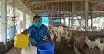 Broiler chicken prices dip to Tk 80 a kg in Satkhira