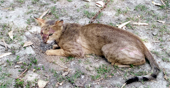 এলাকার হাঁস-মুরগি রক্ষায় ‘চোর’ বনবিড়াল আটক