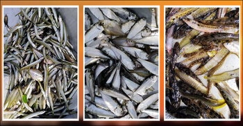 বাঁওড়ে ফিরছে ৮ প্রজাতির বিলুপ্তপ্রায় দেশি মাছ