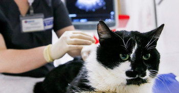 Covid transmission ‘common’ in pet cats and dogs