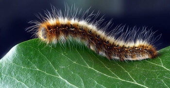 DIY remedies to protect your home garden from caterpillars