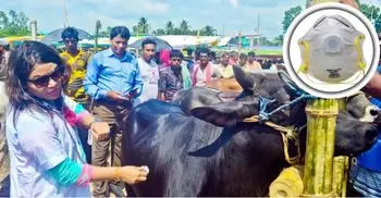 Cattle markets to be arranged following health guidelines