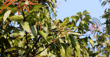 ফাগুনের হাওয়ায় মুকুলের ঘ্রাণ