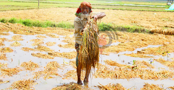 বৃষ্টিতে খড় পচে গো-খাদ্য সংকটের আশঙ্কা