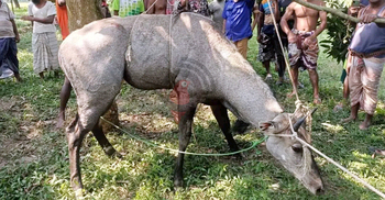 ধাওয়া দিয়ে নীলগাই ধরলেন এলাকাবাসী