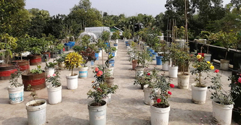 দৃষ্টি কেড়েছে বিদ্যালয়ের ছাদ বাগান