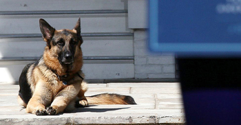 Joe and Jill Biden announce death of ‘beloved’ dog Champ