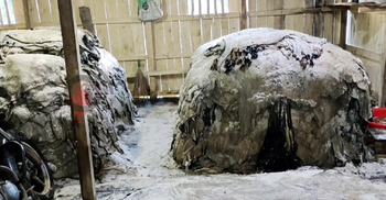 গরুর চামড়ার দাম বাড়লেও বাড়েনি ছাগলের