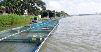 সংকটে চাঁদপুরের ভাসমান খাঁচায় মাছ চাষিরা