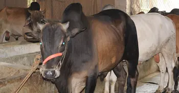 লকডাউনে গরু বিক্রি নিয়ে সংশয়ে চাঁপাইনবাবগঞ্জের খামারিরা