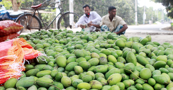 আমের কেজি ২ টাকা
