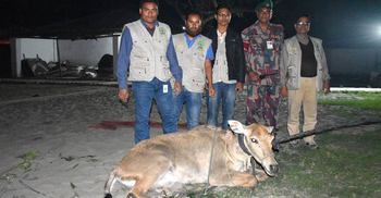 পদ্মার পাড়ে পাওয়া গেল বিরল প্রজাতির নীলগাই