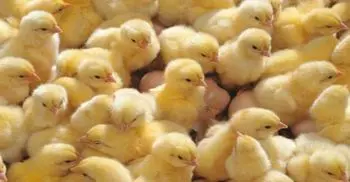 Coronavirus hits Bangladesh poultry industry hard