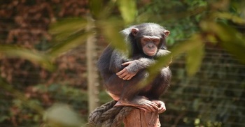 A mysterious, lethal chimp disease is linked to a human illness