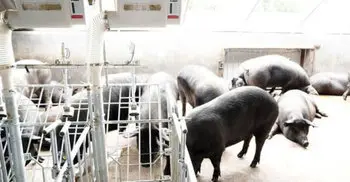 China's digital technology boosts livestock farming