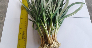 পেঁয়াজের বিকল্প নিয়ে গবেষণায় সফল বাংলাদেশি বিজ্ঞানী