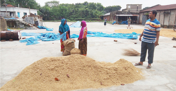 সরকারি গুদামে ধান বিক্রিতে আগ্রহ নেই কৃষকদের