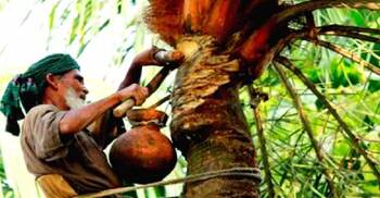 আসছে শীত! খেজুর গাছ পরিচর্যায় ব্যস্ত চুয়াডাঙ্গার গাছিরা