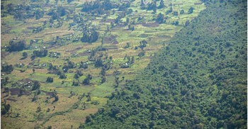 Climate change: Human activity makes forests emit carbon