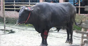 ৩২ মণ ওজনের ‘চাঁপাই সম্রাট’র দাম হাঁকছে ৩০ লাখ