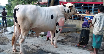 ‘শাকিব খান’র দাম ১৩ লাখ