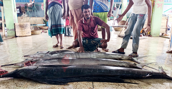 জেলেদের জালে ধরা পড়লো ৪ সেইল ফিশ