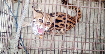 ৭ দিনেও উদ্ধার হয়নি খাঁচায় বন্দি মেছোবাঘ