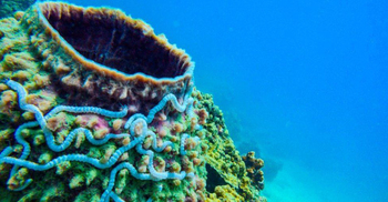 Thailand bans coral-damaging sunscreens in marine parks