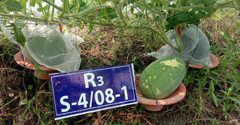 এবার দেশি বীজেই হবে তরমুজের চাষ