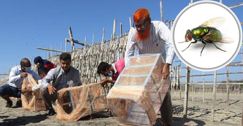 শুঁটকির ক্ষতিকর মাছি ঠেকাবে বন্ধ্যামাছি