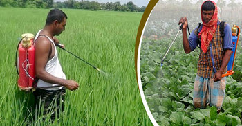 কীটনাশকের কারণে ঝুঁকির মুখে কৃষি