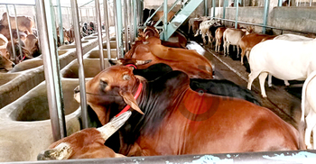 চড়া হতে পারে কোরবানির বাজার, চাহিদা মিটবে দেশি পশুতেই