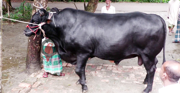 ১২০০ কেজির ‘ভাটির রাজা’ বিক্রি হবে ১২ লাখে